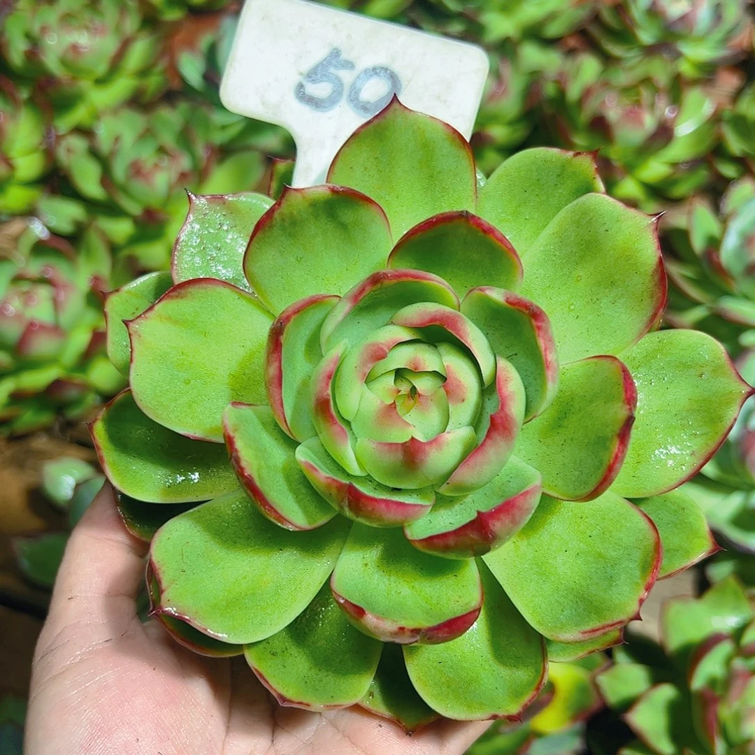 惊鸿仙子50号一物一拍