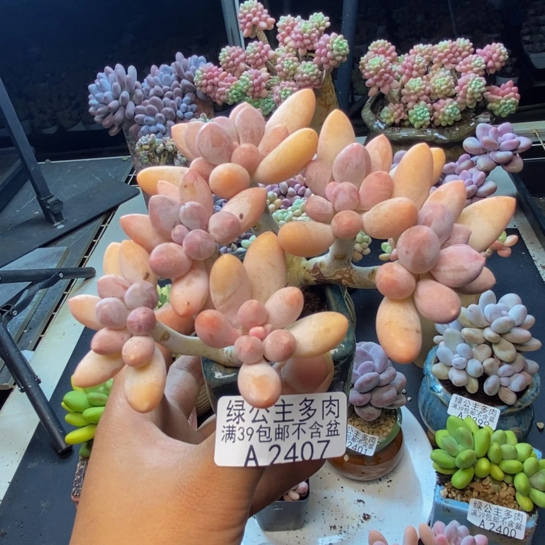 407香水手指奶多肉9c m