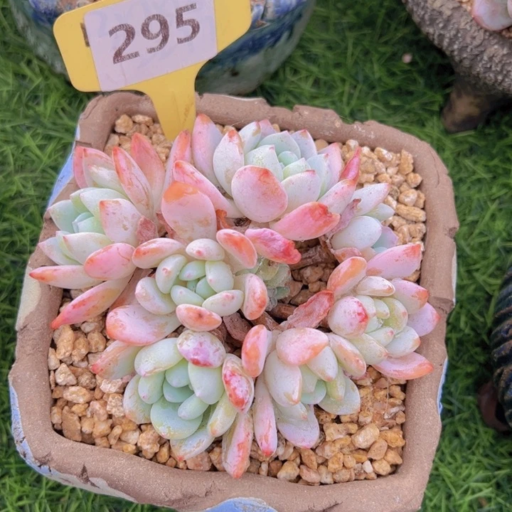 健健康康平平安安