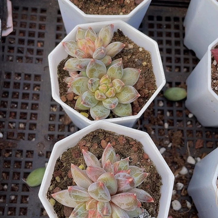 双头幻影美人带盆土发