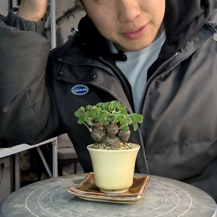 ?**?小盆景小植物一物一拍5