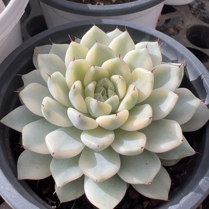 妲己锦一物一拍锦龙