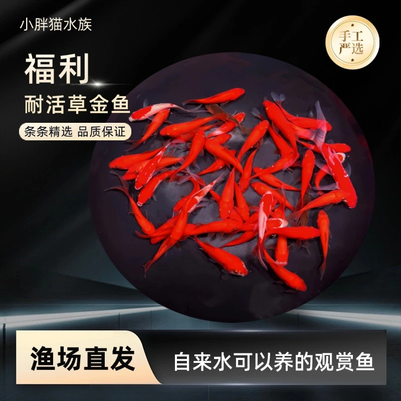 福利草金鱼好养易活冷水金鱼观赏鱼可混养热带鱼锦鲤鱼兰寿泰狮