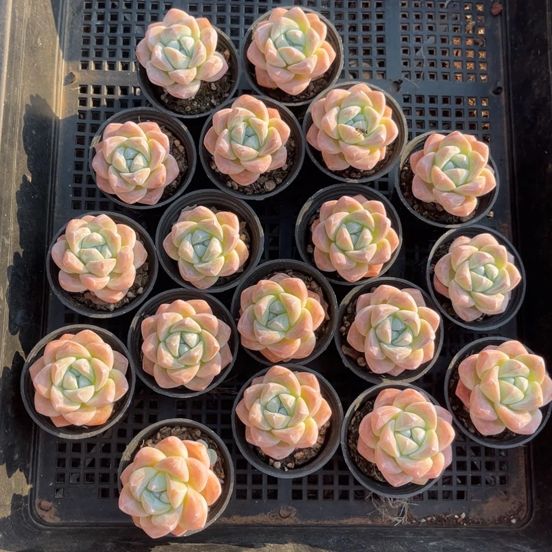 646号新疆西藏内蒙古不包邮