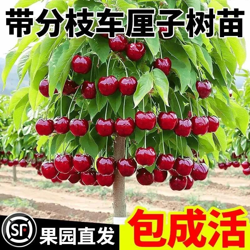 车厘子树苗正宗大樱桃树苗嫁接矮化樱桃树苖地栽当年结果北方种植