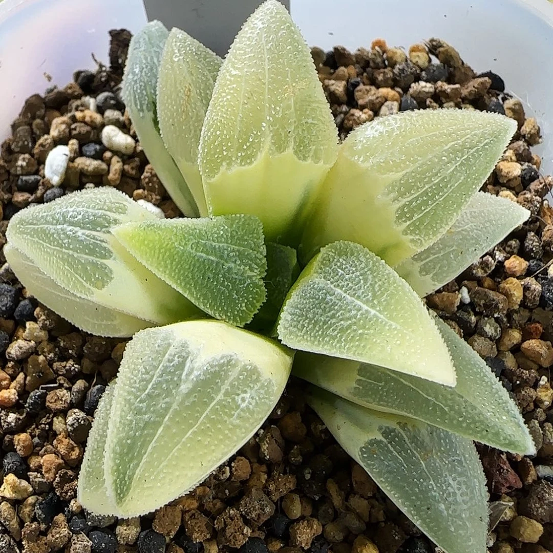 410号糊斑蓝光磨面锦一物一拍带盆土