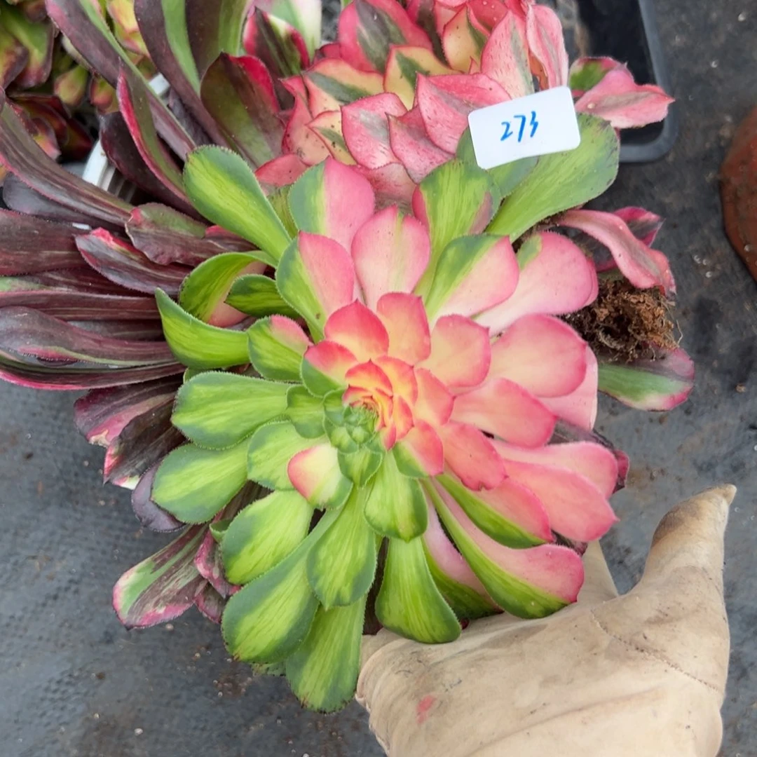 273三颗dunrouzhiwuxiyi