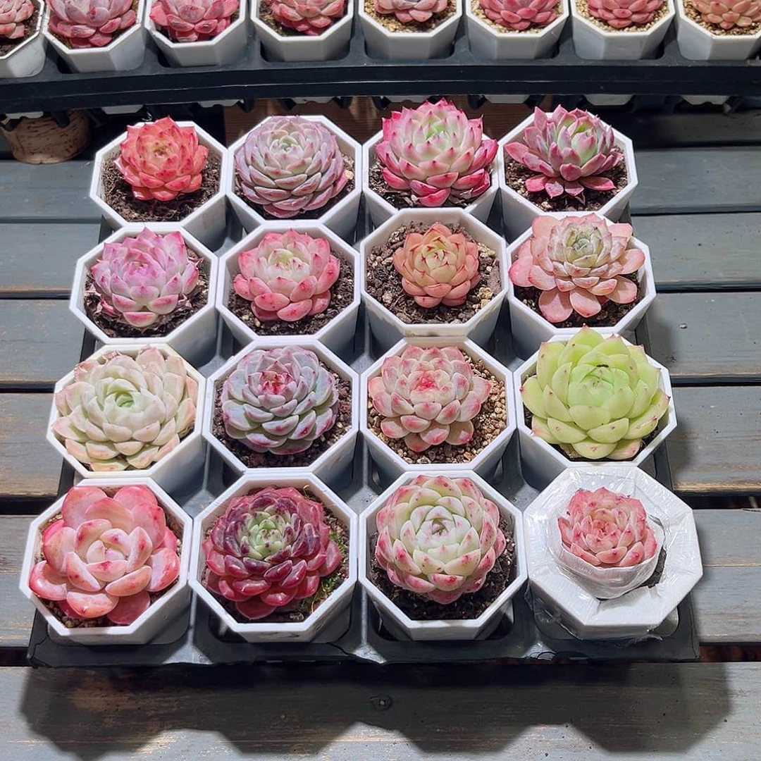 木16颗24.9 7cm口径白八角盆含盆含土量拍随机发货