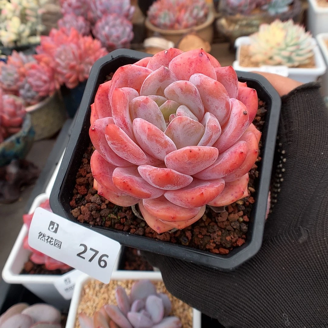 276雪天使多肉植物66666