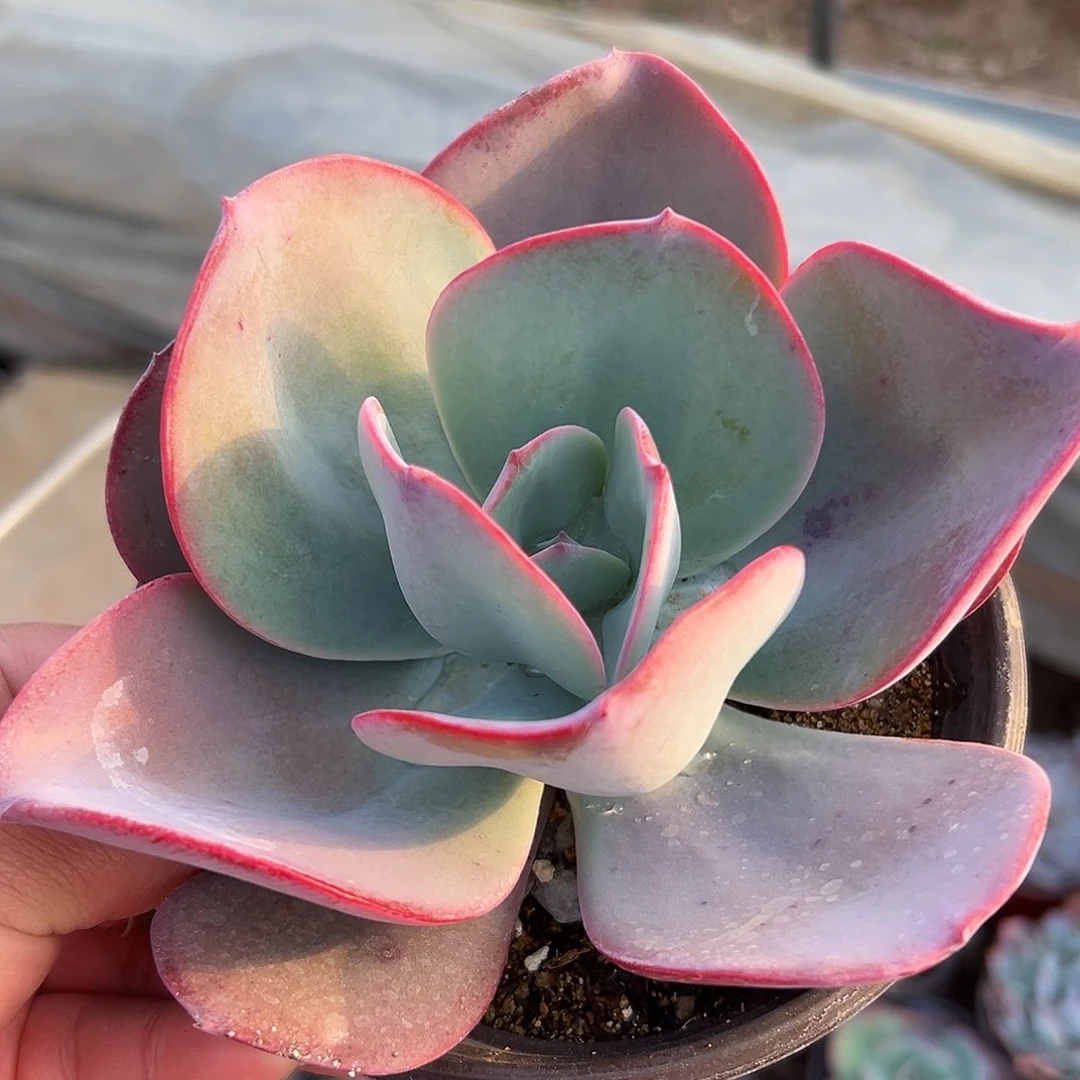 多肉植物布鲁克林蓝