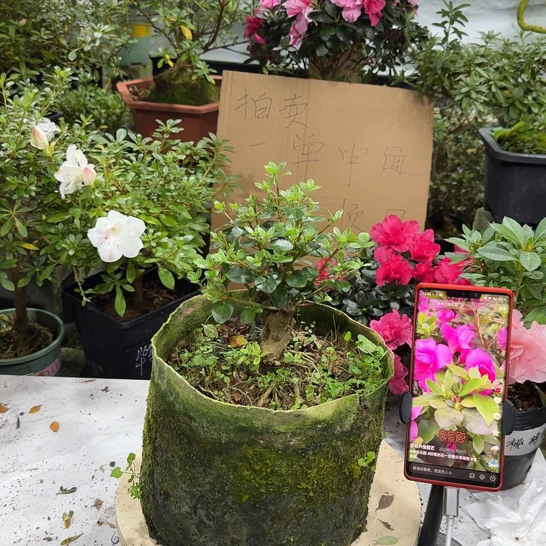全部花苞紫宸殿杜鹃花