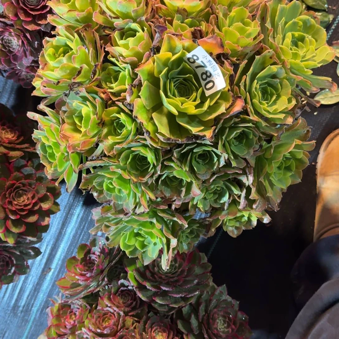 啊*特斯拉多肉植物8780