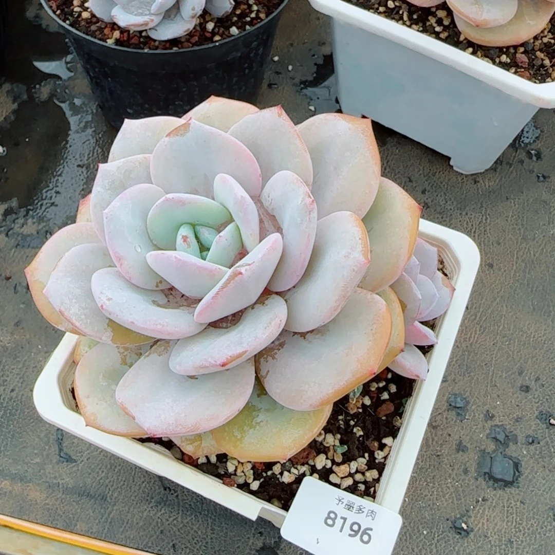 奶茶，8196多肉植物