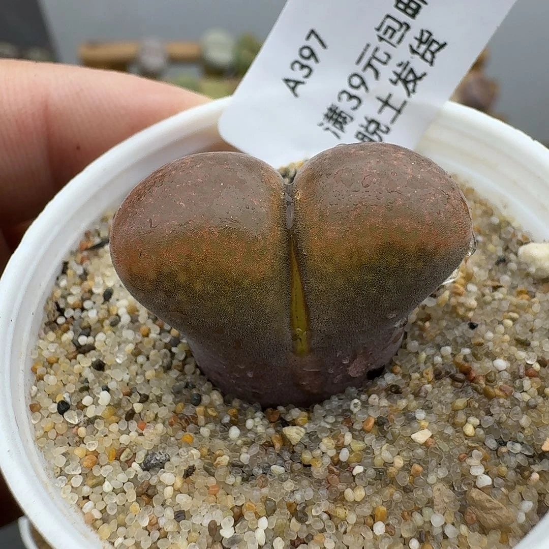 397多肉哈哈哈哈哈哈哈哈v