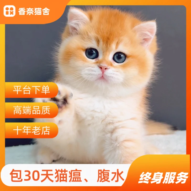 宠物活体米努特曼基康金渐层蓝金布偶金加白起司矮脚猫咪