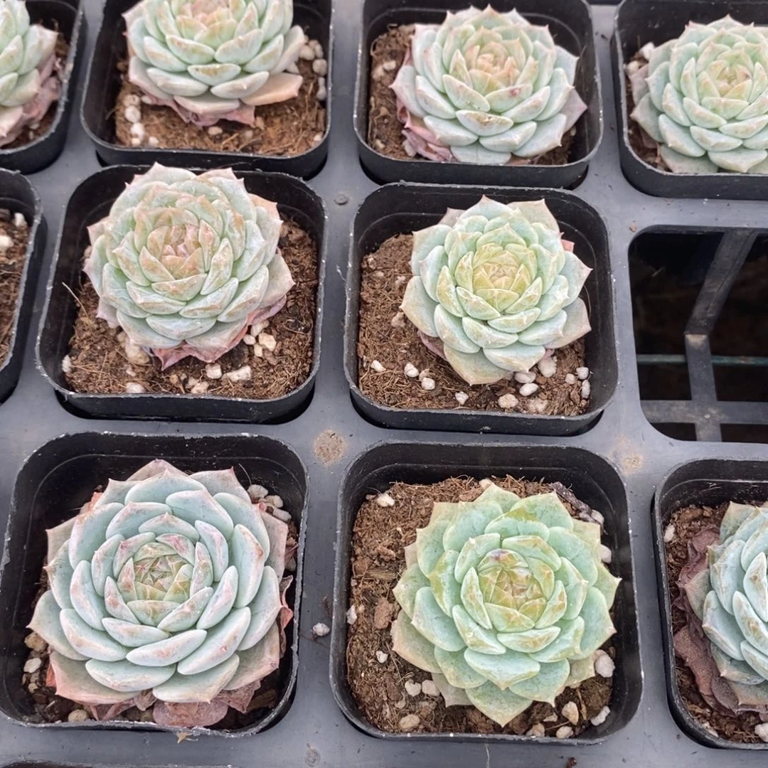 纯爱单头到手一颗满20包邮满26多送一颗多肉
