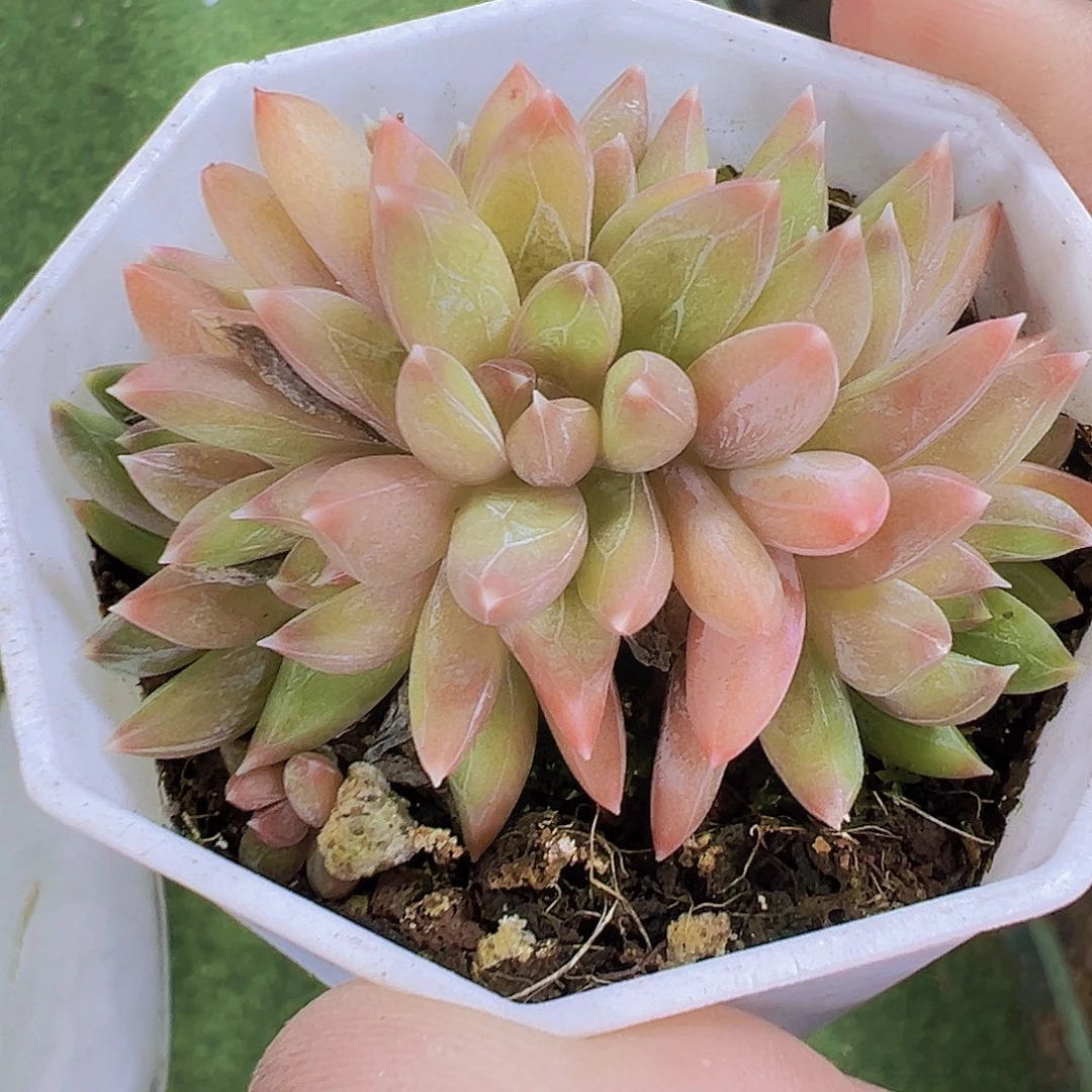 炫彩星群19包邮多肉植物