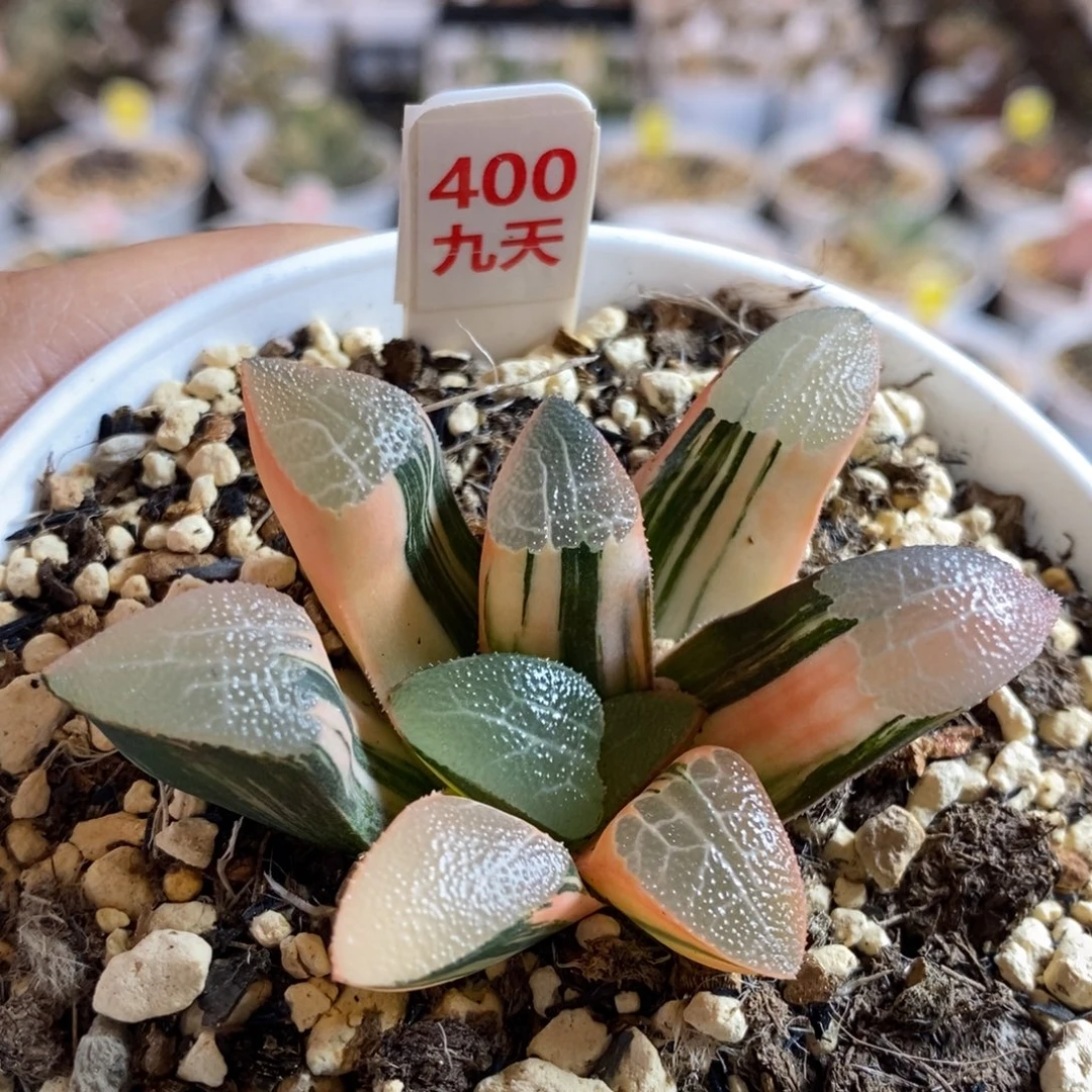 400号网纹克多肉植物