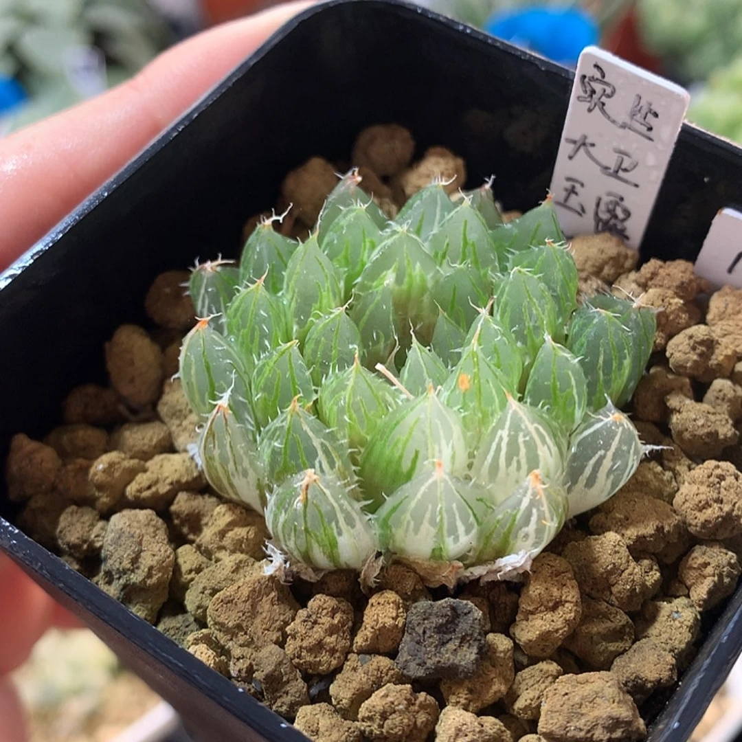 162号实生大玉露锦