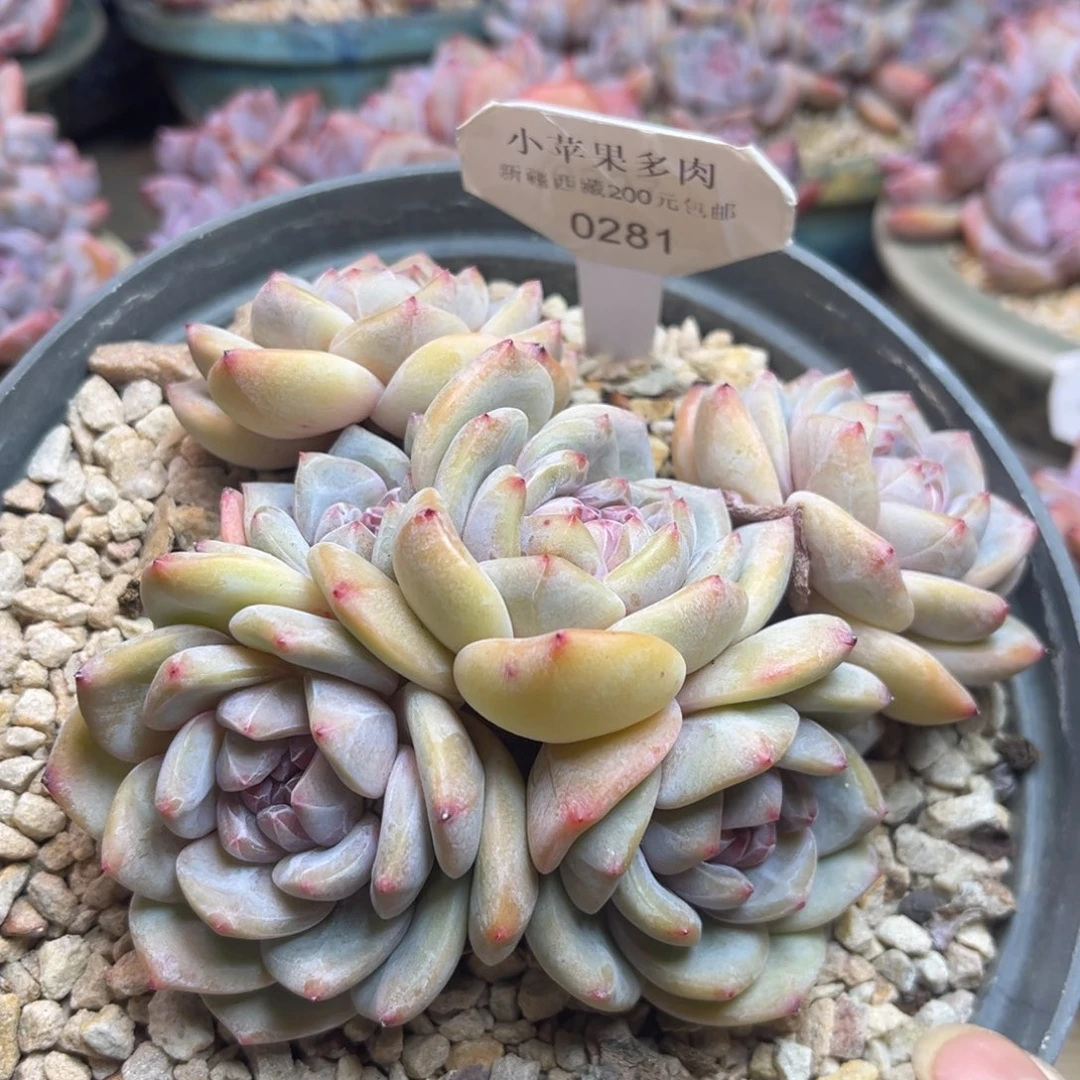 黄底紫心281/12cm6头