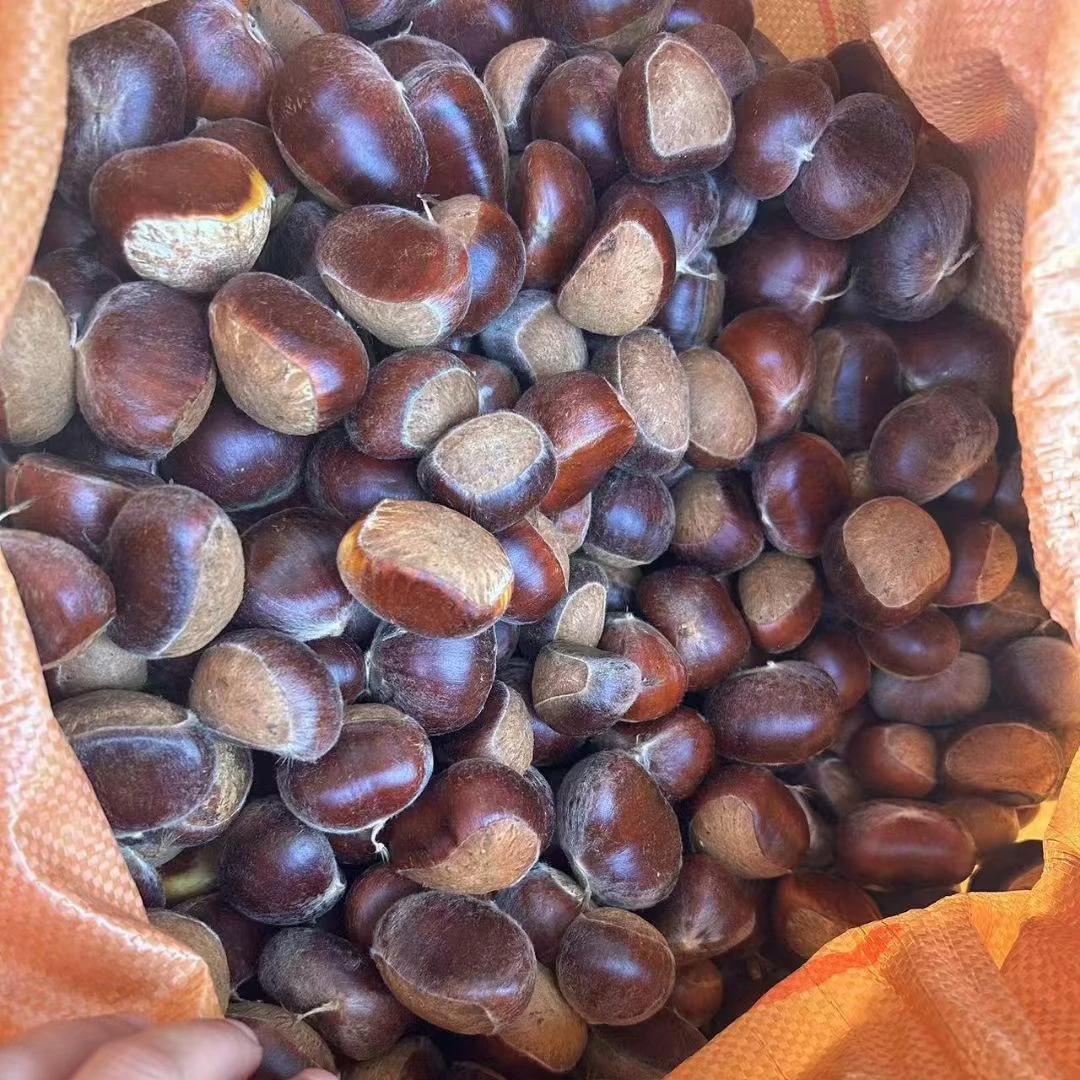 宁都肖田新鲜板栗