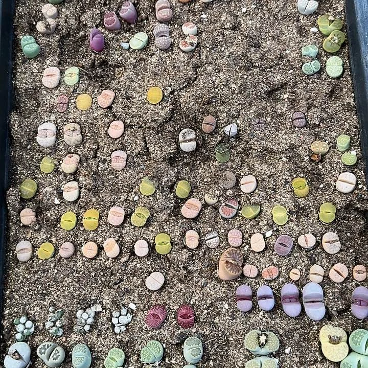 生石花1111。   522