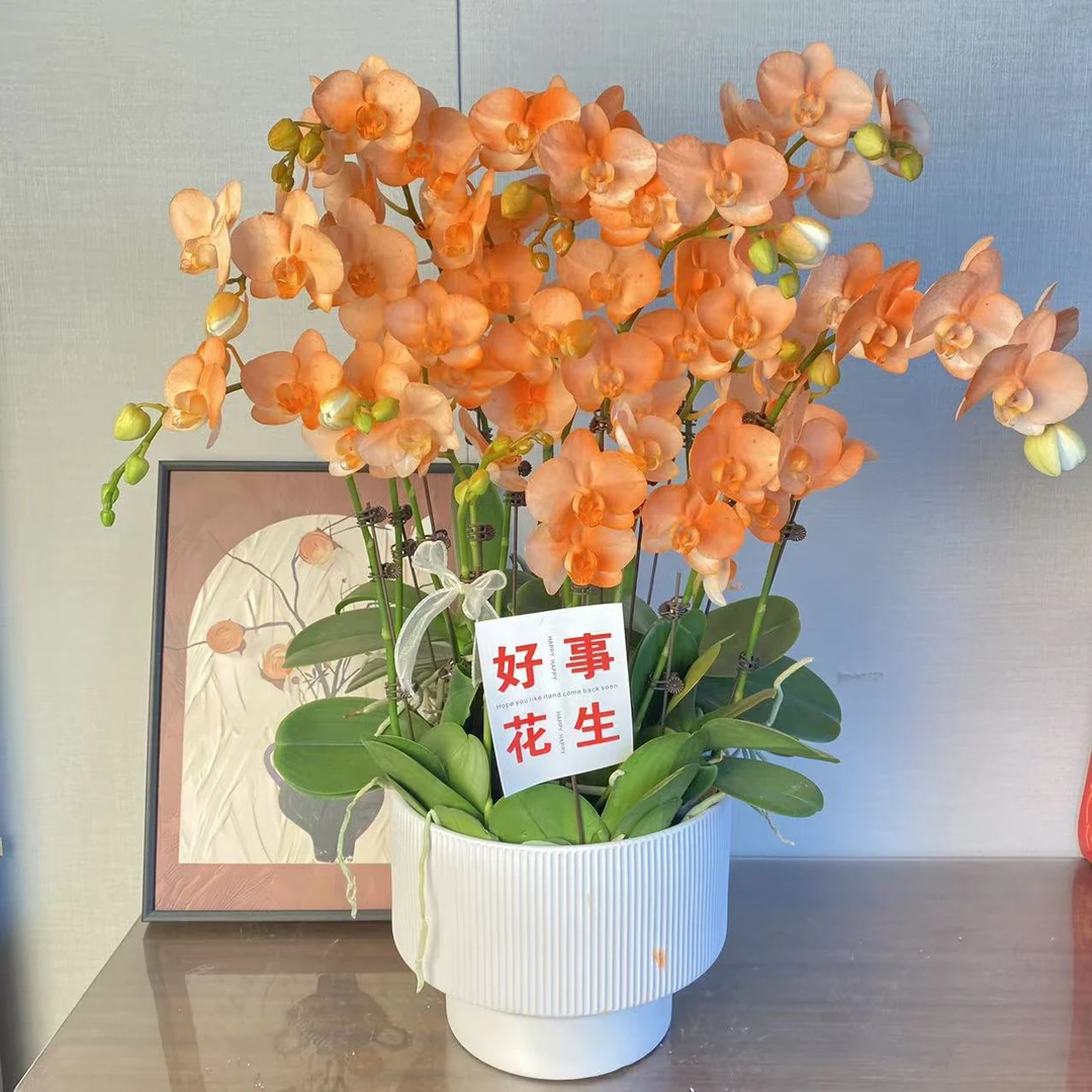 蝴蝶兰【心想事橙】橙色系桌面款年宵花 室内花卉绿植 佛山基地