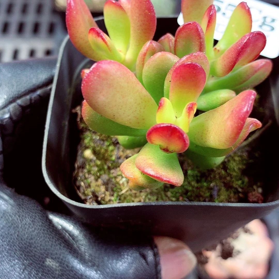 5厘米盆精控多肉355