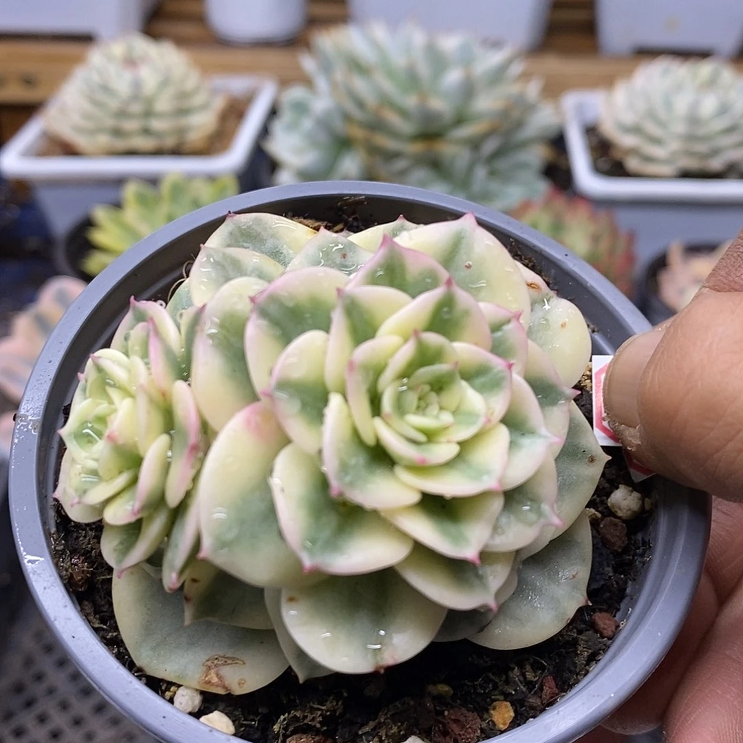 16282 蜡牡丹白覆轮锦无砍双头