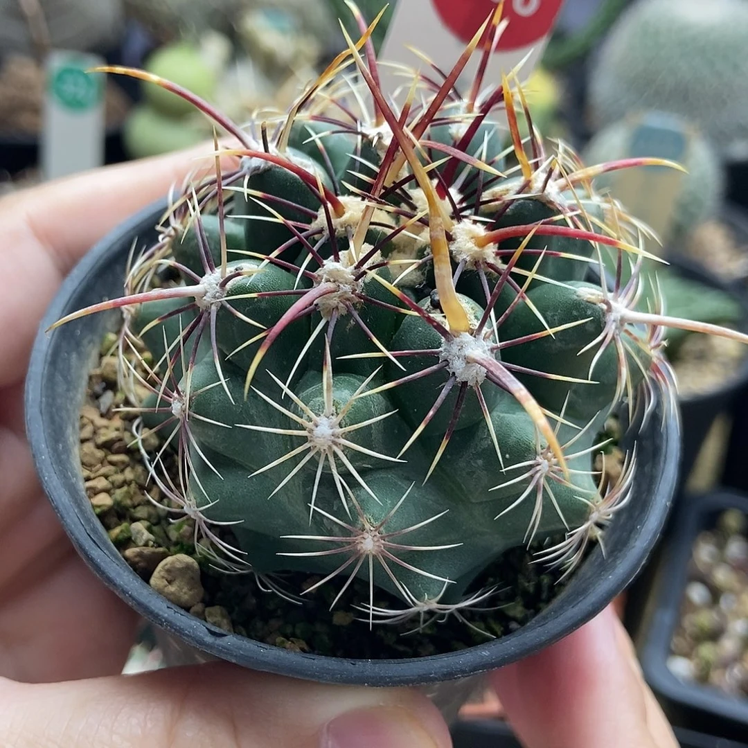 实生带中刺五彩大统领5.8cm