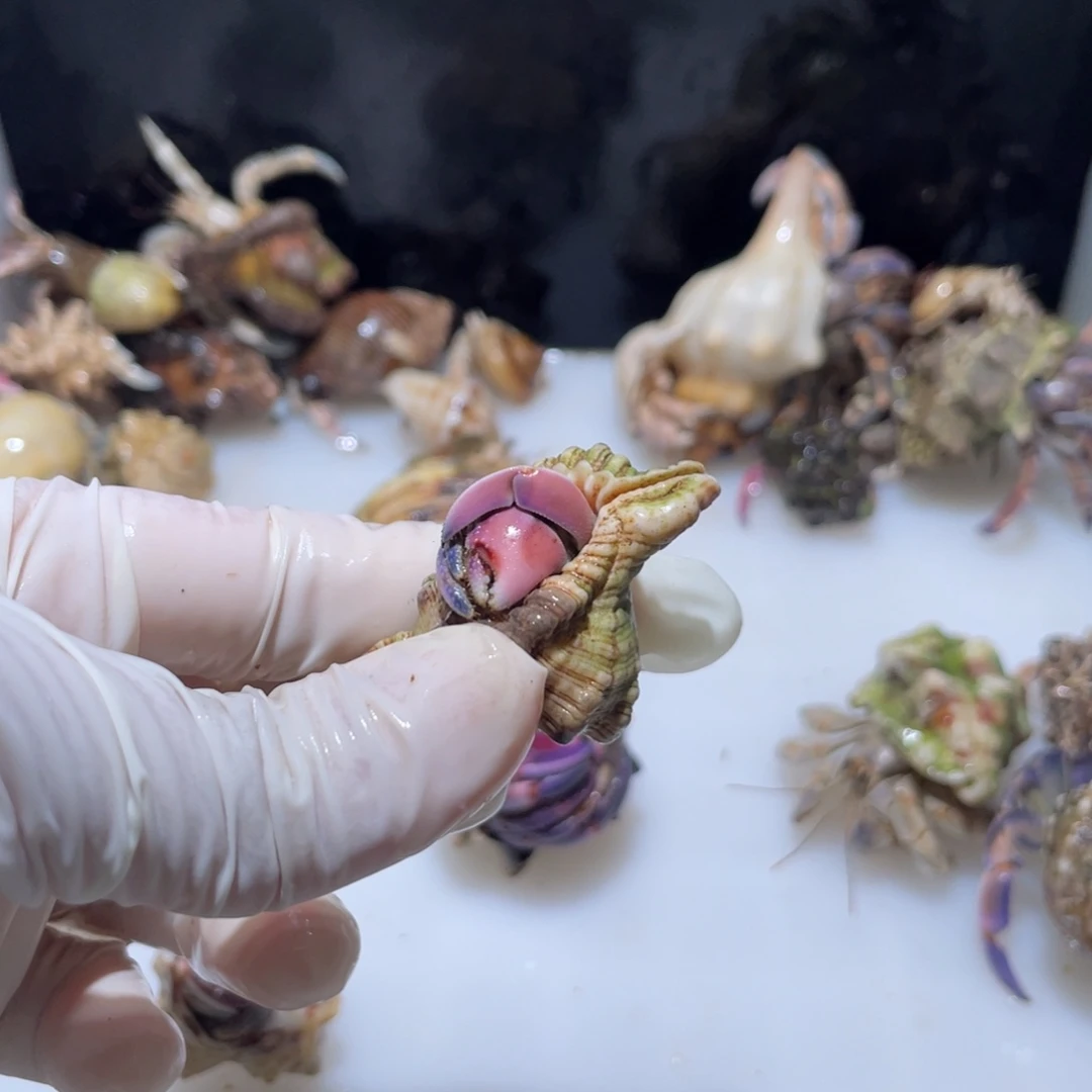 Q20 紫陆芭比粉 1.5口