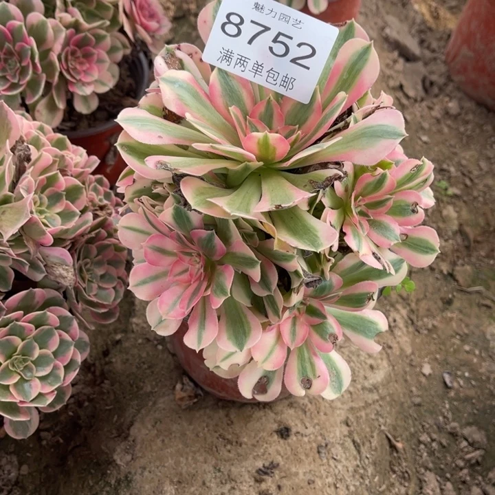 8752女巫的人多大的