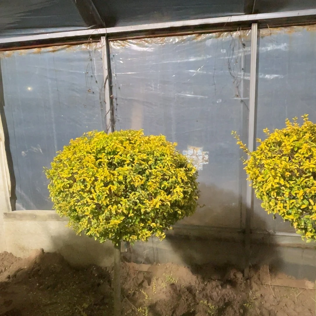 風***选无花朵棒棒糖亮晶女贞造型