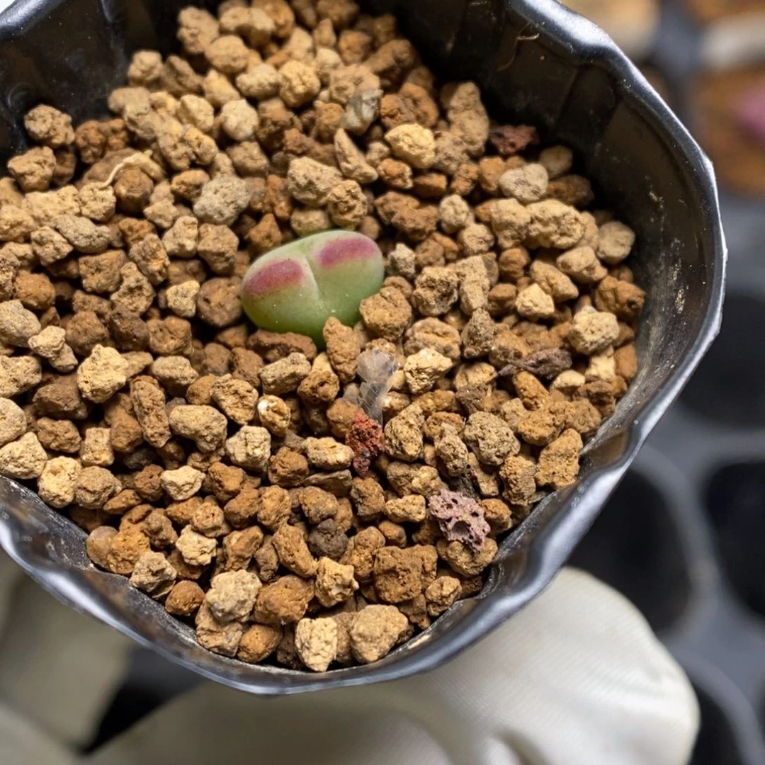 多肉植物肉锥杂交K-3817
