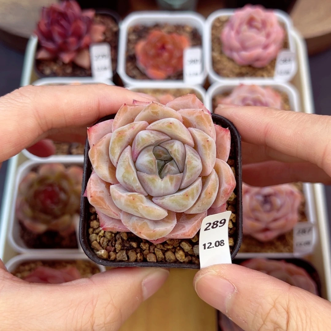 好好看289、哈哈哈哈