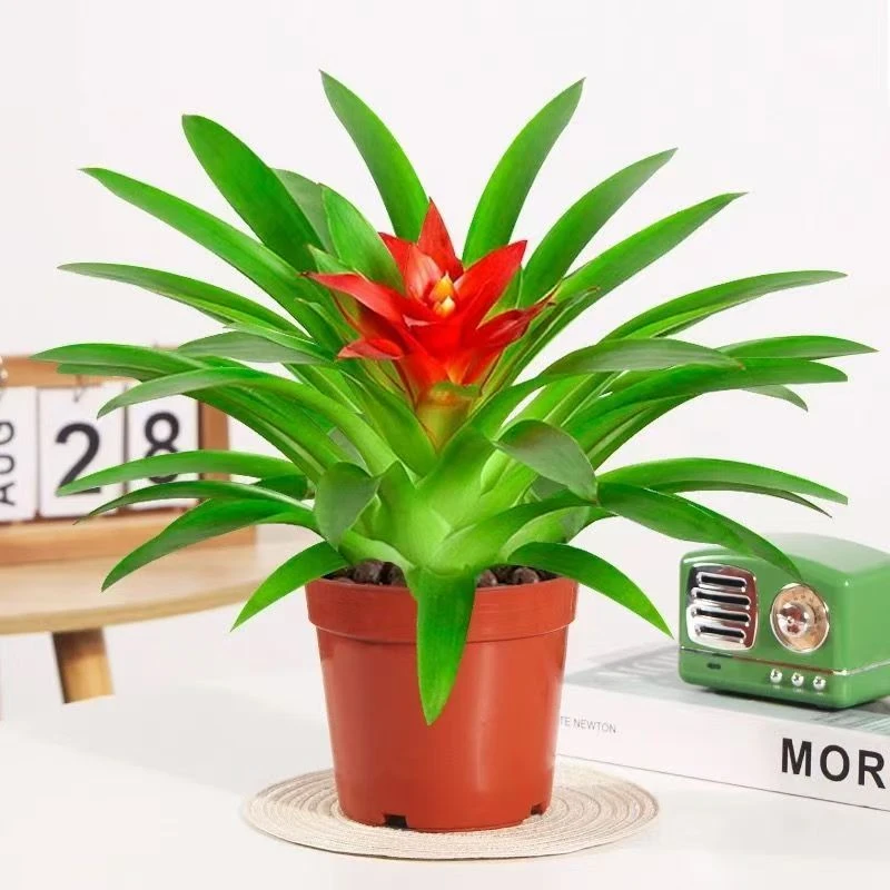 【精品原土】鸿运当头盆栽室内桌面植物花卉绿植凤梨阳台客厅小红星
