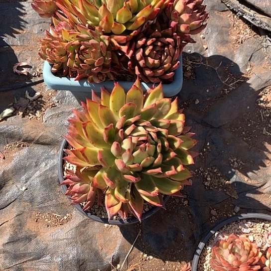 樊*美肉特价活动开始啦