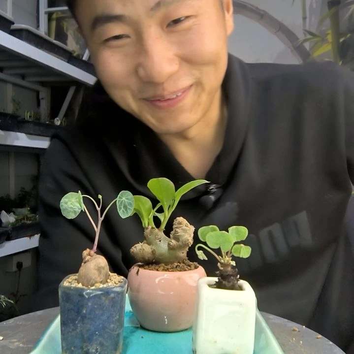 娜**^中青园艺一物一拍292