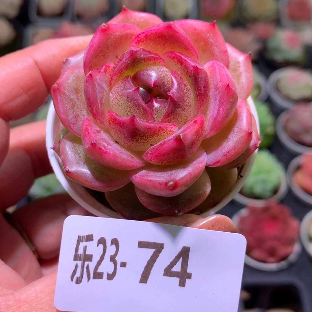 乐然23-74 福利珍妮