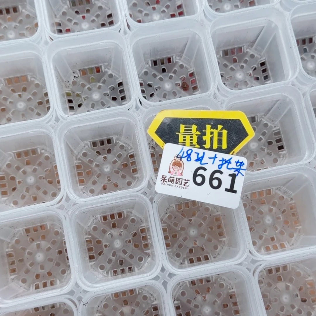 多肉植物多肉植物