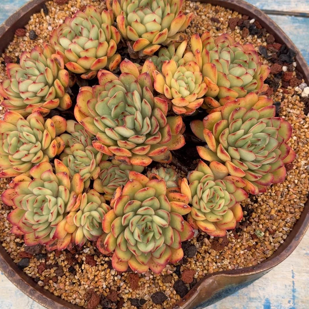 多肉植物多肉植物