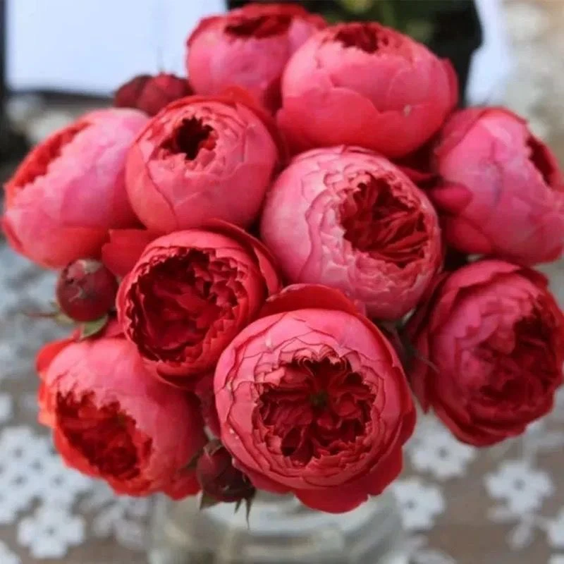 【朱砂碗】月季花苗灌木浓香新品月季庭院阳台花卉盆栽玫瑰玫瑰灌木