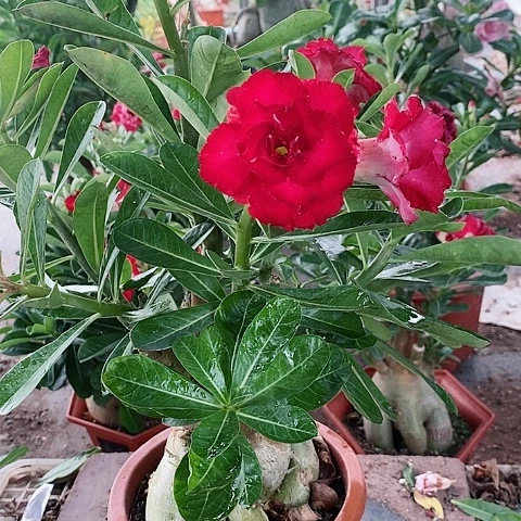 【闪购商品】无花朵南***星