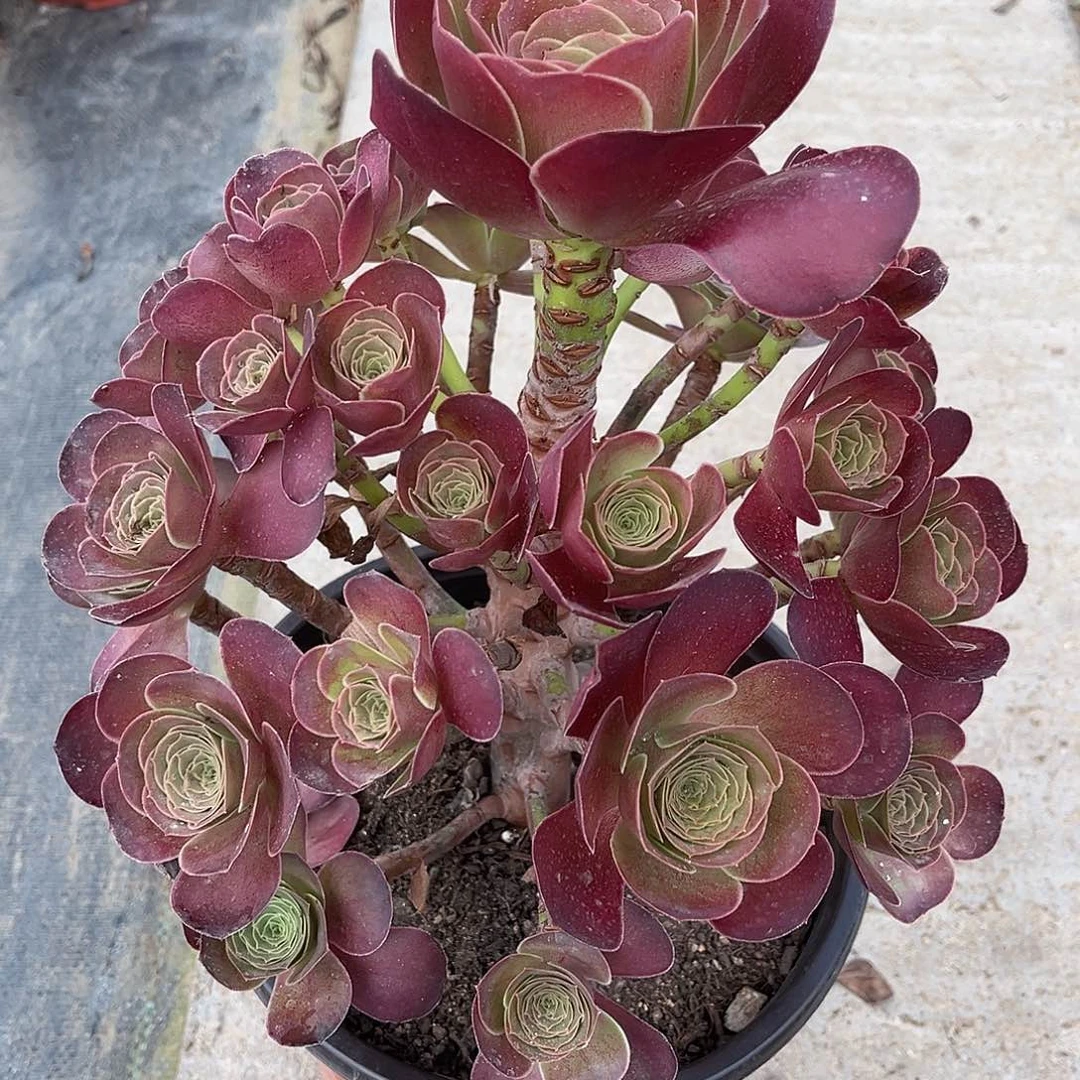 魅金玫瑰法师多肉植物