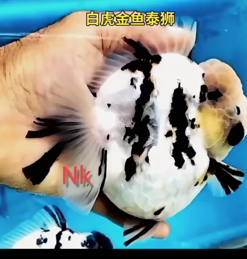 新号开播 福利局 元泰Nk白虎苗