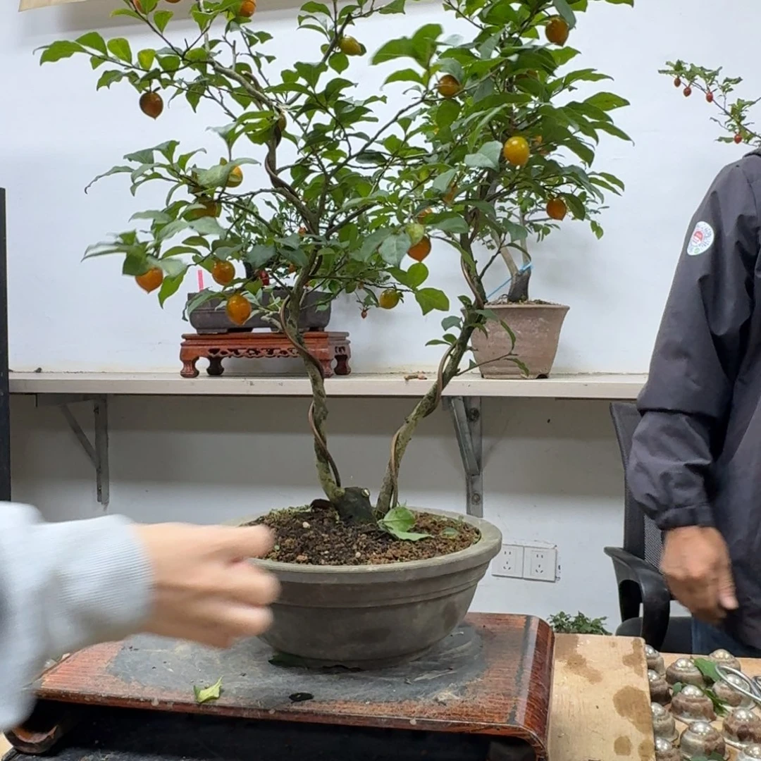 @***湖无花朵469顺丰到付