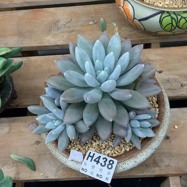 紫体哥特捧花 非偏远38包邮 节后发