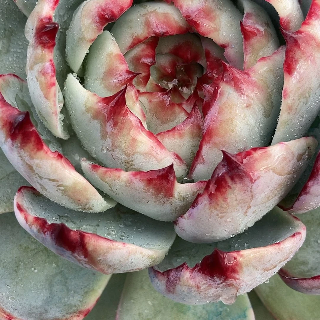 211惊鸿一物一拍就