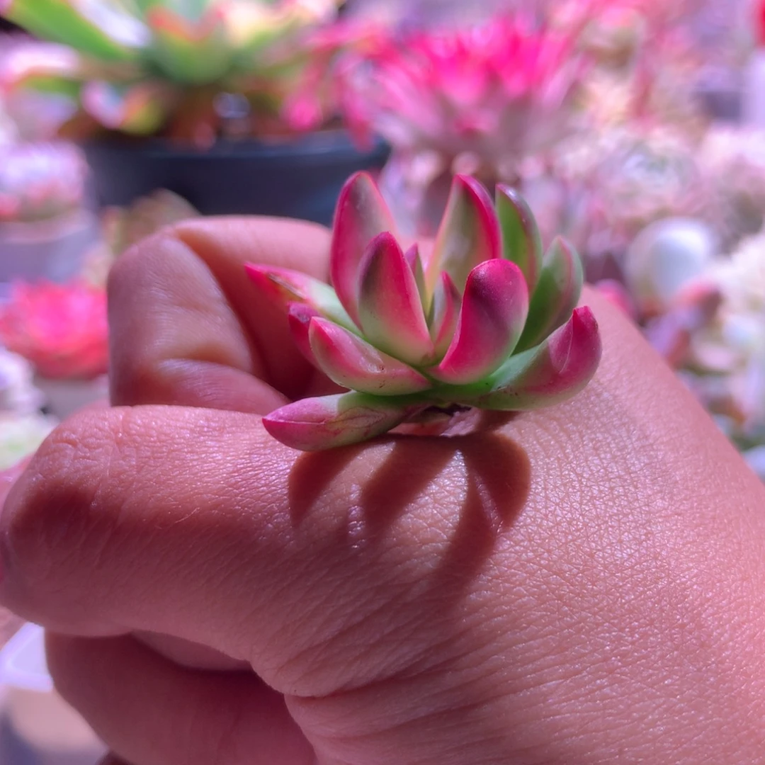 厚叶克拉夫覆轮锦砍头