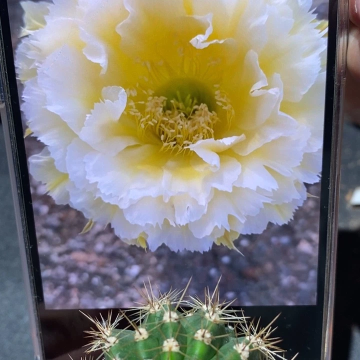 香香黄牡丹侧芽3公分左右